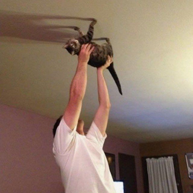 Create meme: humor cats, cat on the ceiling, cat 