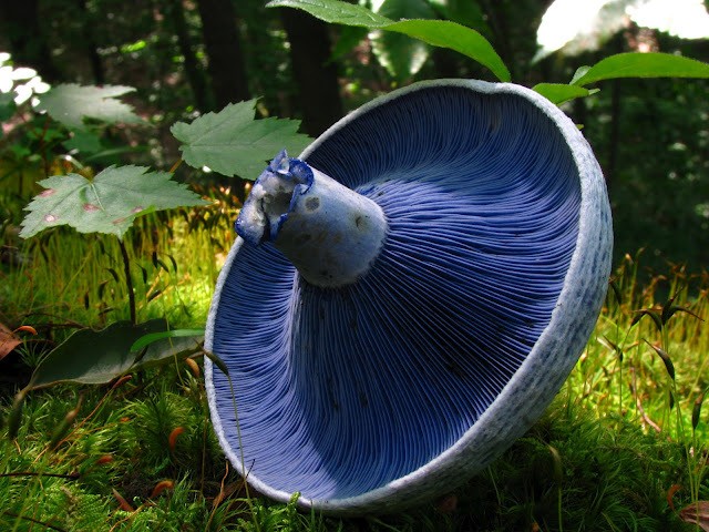 Create meme: milkweed blue mushroom, indigo milkweed, The milky way is blue