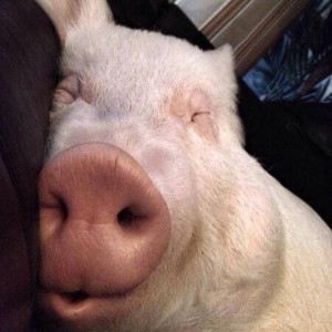 Создать мем: свинья спит, мини свинья, хрюшка