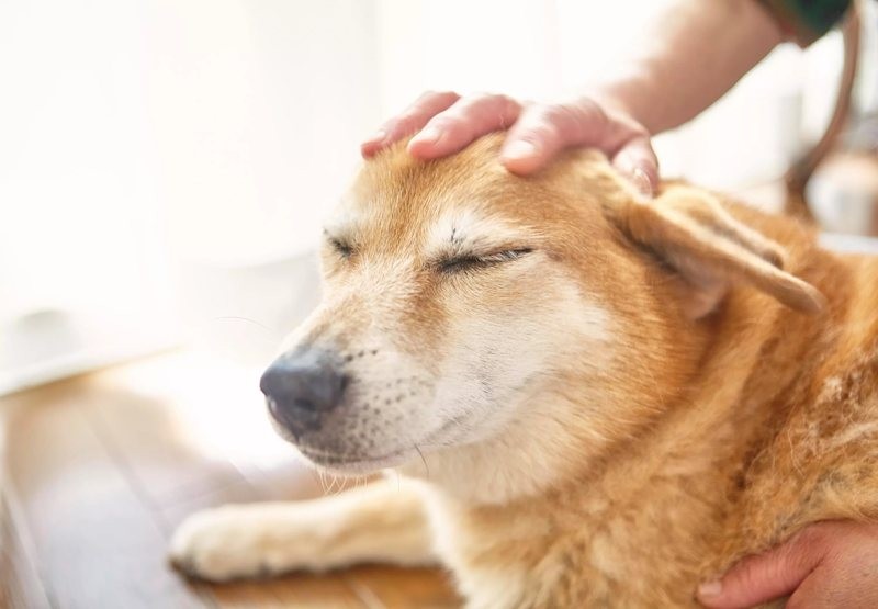 Create meme: stroking the dog, dog , dog Shiba inu