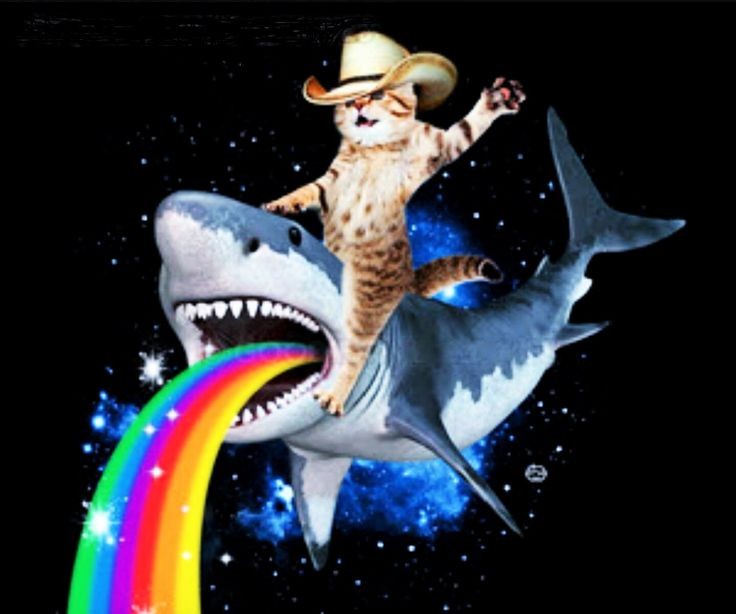 Create meme: shark art, cat shark , shark 