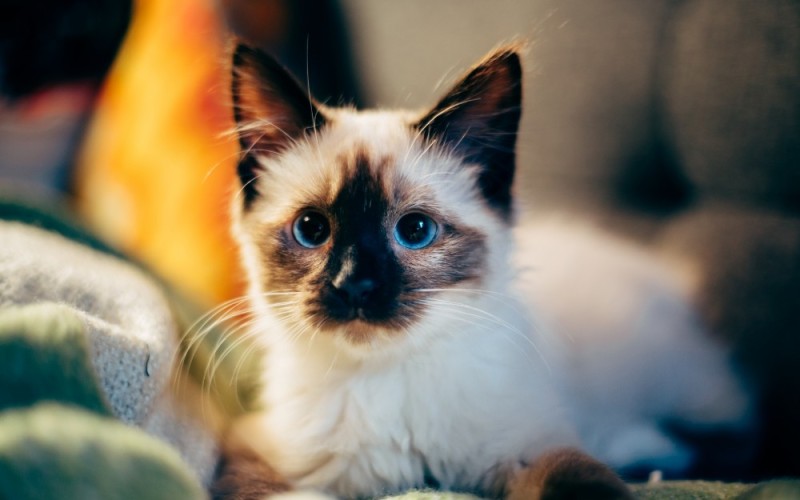 Создать мем: кот сиамский пушистый, сиамская кошка настоящая, сиамская порода кошек