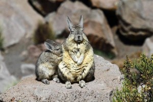 Create meme: viscacha, mountain viscacha