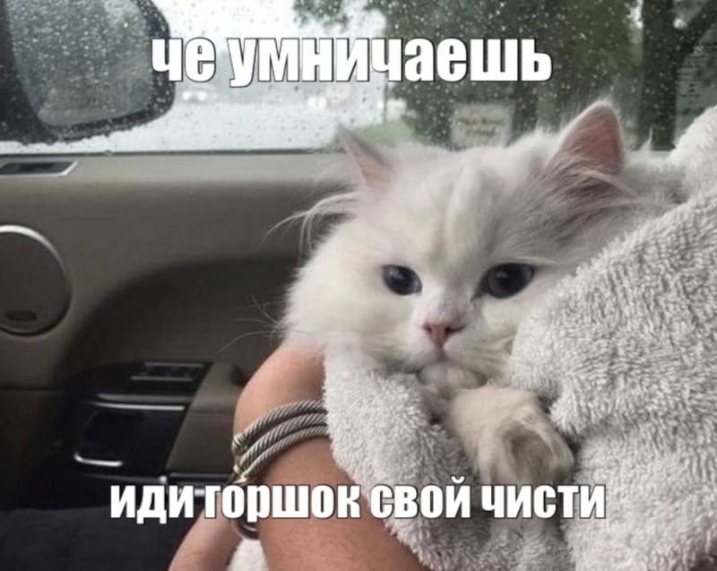 Создать мем: кошка, кот мем, кот