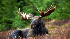 Create meme: elk Wallpaper, elk and deer, moose