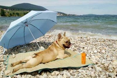Создать мем: собака в, толстая собака на пляже, собака на жаре