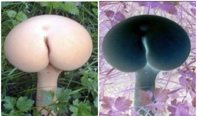 Create meme: mushroom time, edible mushrooms, by mushrooms