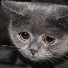 Create meme: sad cat, sad cats, sad cat