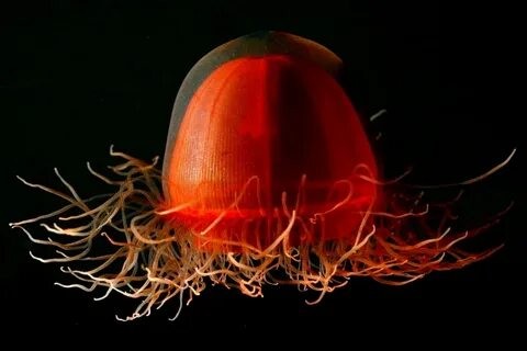 Создать мем: deep red jellyfish, марианская впадина животные, медуза
