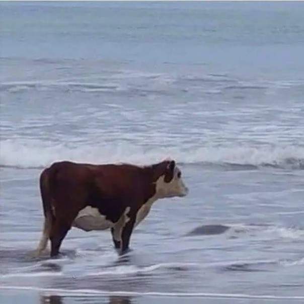 Создать мем: корова просто интересно сколько я еще выдержу, корова на берегу, корова в море мем
