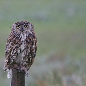 Create meme: owl, bad weather, owl