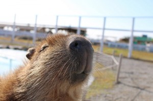 Create meme: the capybara