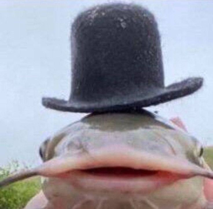 Create meme: som , catfish fish in a hat meme, fishing for catfish