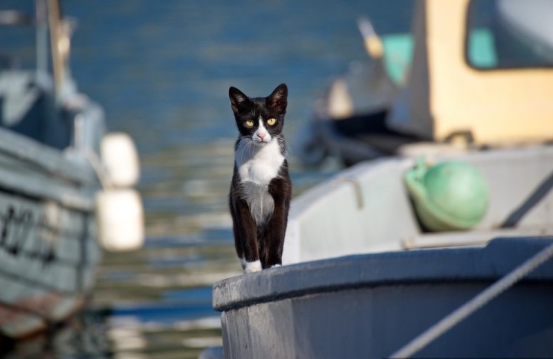 Create meme: cat , the cat on the ship, cats on the ship