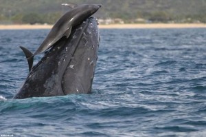 Создать мем: кит горбатый, whale, киты и дельфины вместе