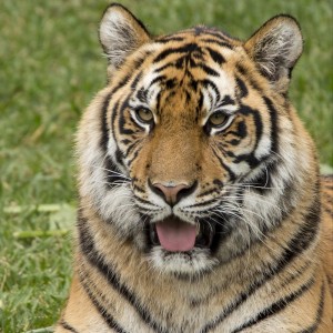 Create meme: tiger face, tiger face full face, tiger