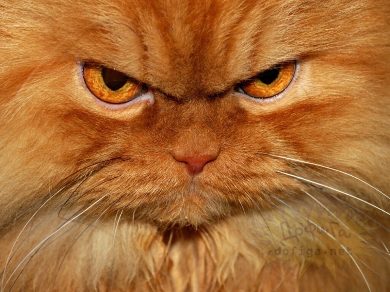 Create meme: A red-haired disgruntled cat, evil cat, very angry cat