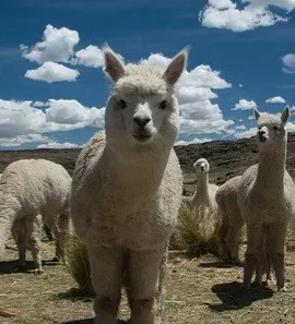 Create meme: Lama, Alpaca