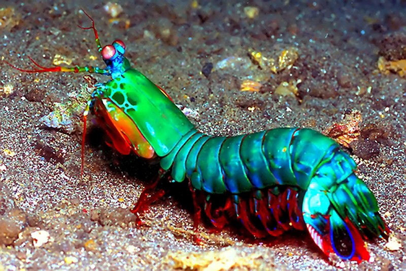 Создать мем: павлиновая креветка богомол, mantis shrimp, креветка богомол