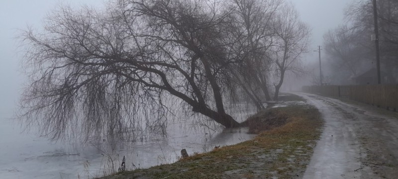 Создать мем: река пейзаж, ива в тумане, ива над рекой