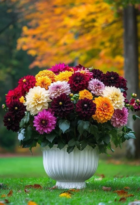 Create meme: annual dahlia, dahlias bush, dahlia flower