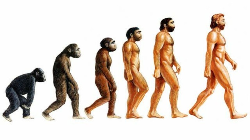 Create meme: stages of human evolution, homo sapiens, human evolution homo sapiens, charles darwin human evolution anthropogenesis