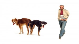 Create meme: dog, male dog, purebred dog