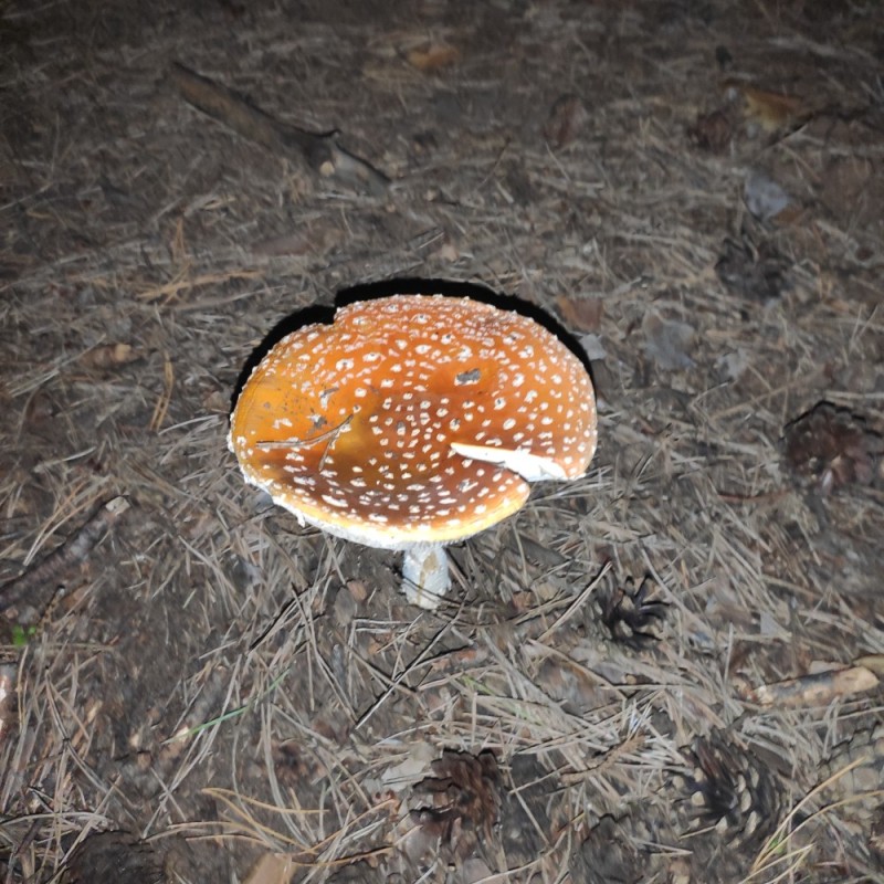 Create meme: fly agaric orange, fly agaric is poisonous, fly agaric