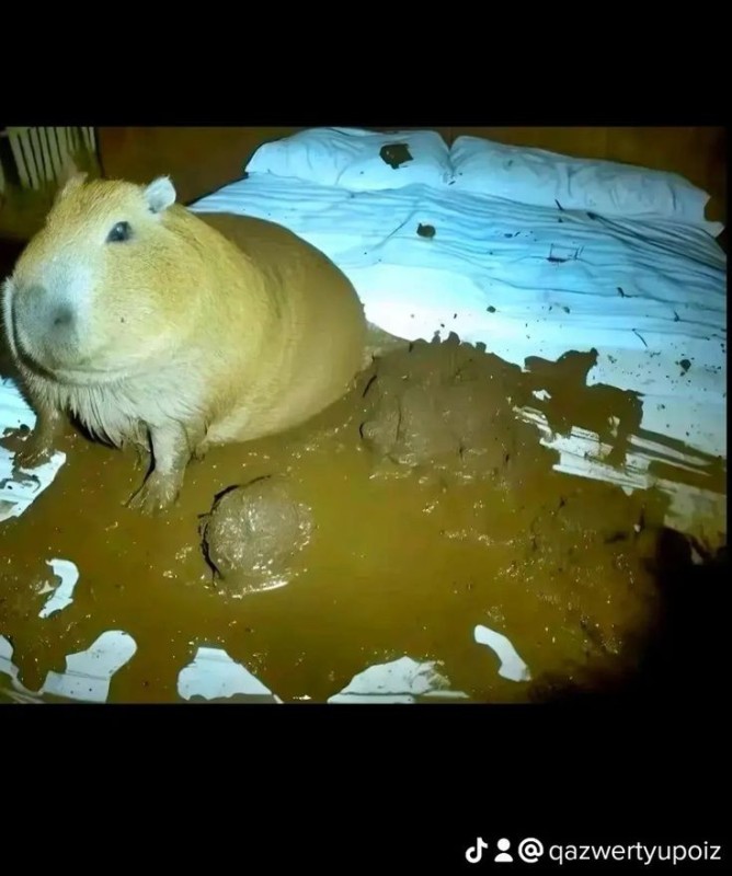 Create meme: capybara animal, Guinea pig , capybara