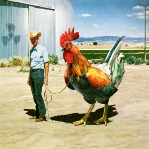 Create meme: rooster, chicken, And p Aghabekyan on a leash