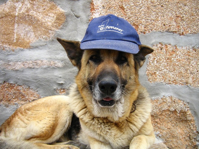 Create meme: German shepherd , German shepherd dog, dog in the cap