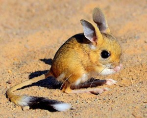 Create meme: jerboa