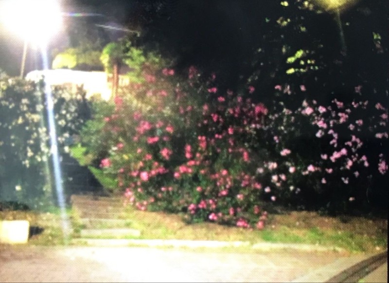 Create meme: park , road at night, nature flowers