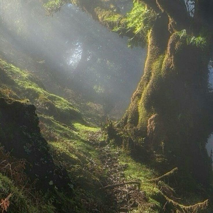 Create meme: mysterious forest, Light through the trees, mystical forest