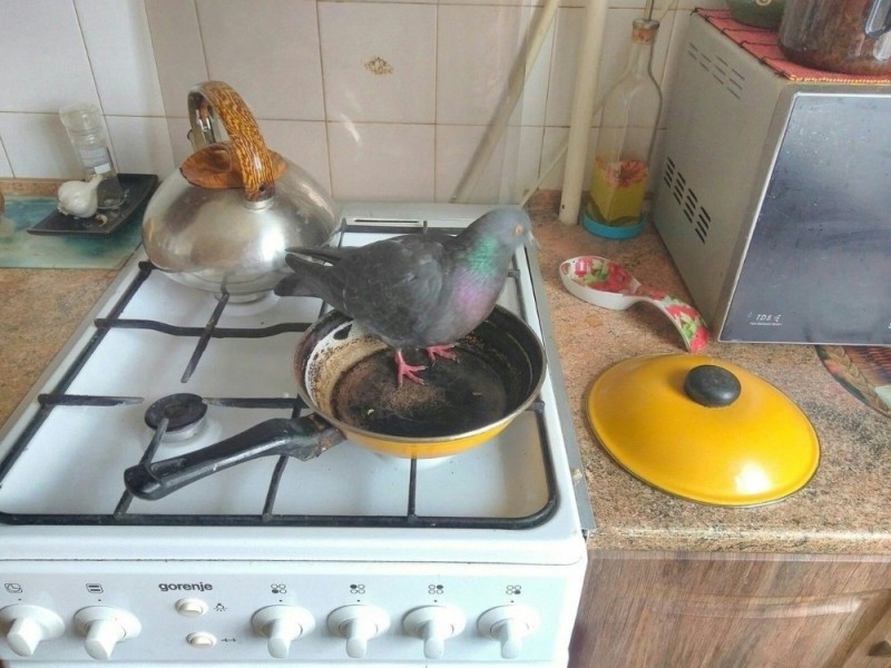 Create meme: funny pigeon, fried pigeons, pigeon in a frying pan