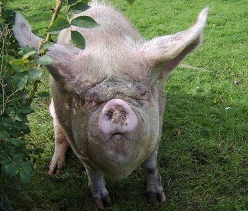 Create meme: the pig's face, pig pig , piggery of pigs