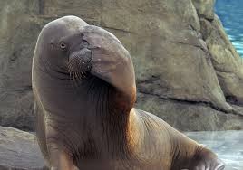 Create meme: the Atlantic walrus, walrus