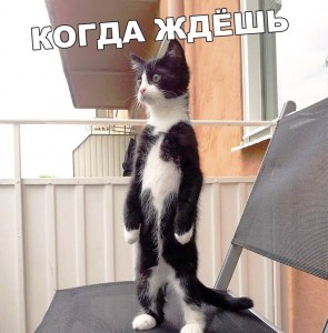 Создать мем: кошки, смешные кошки, коты