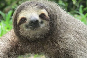 Create meme: sloth animal, good morning, sloth