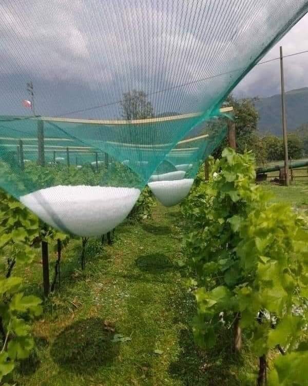 Create meme: anti-hail grid for the garden, anti-hail grid for the garden, hail protection net for garden