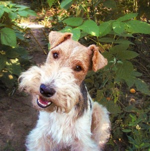 Create meme: Terrier temporary, the Fox Terrier photos, the wire Fox Terrier photos