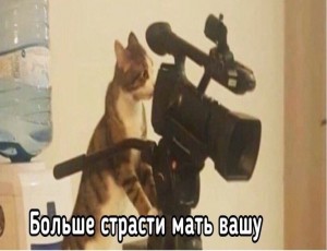 Создать мем: милый котик, кот, кот кам