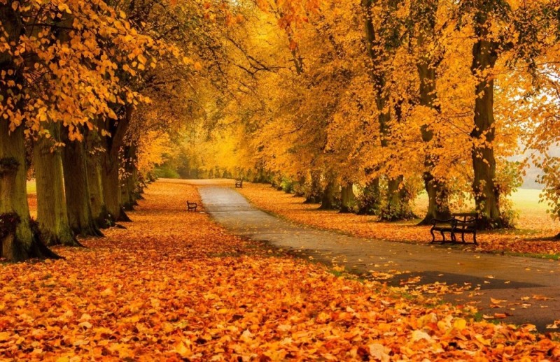 Create meme: Autumn, autumn leaf fall, foliage autumn