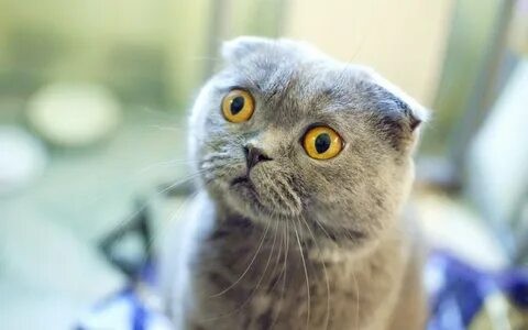 Create meme: Scottish fold cat, lop-eared , Scottish fold 