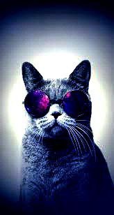 Create meme: cats in glasses, The cat with glasses, cool cat 