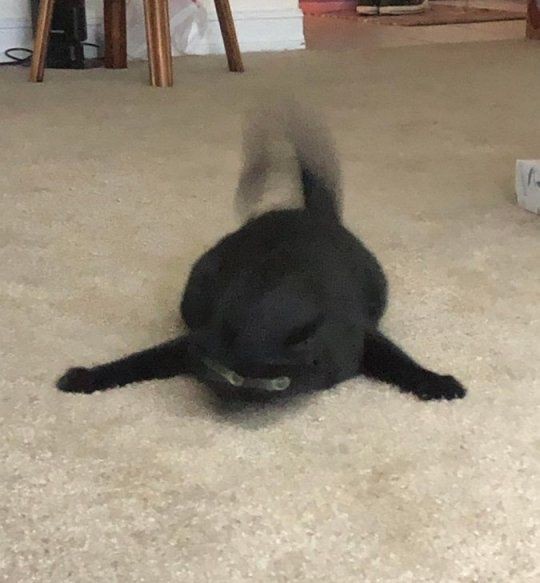 Create meme: the black cat is funny, GIF cat, black cat 