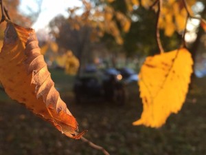 Создать мем: листья кружатся в воздухе, leaf, осенние листья фото