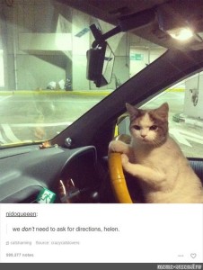 Create meme: the cat behind the wheel, the cat behind the wheel, cat taxi driver