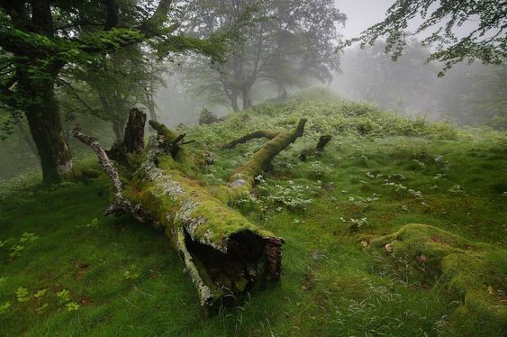 Create meme: kunashir mossy forest, a forest clearing in a dense forest, a fallen tree in the forest