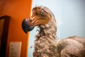 Create meme: the Mauritius Dodo, the Dodo bird, dodo
